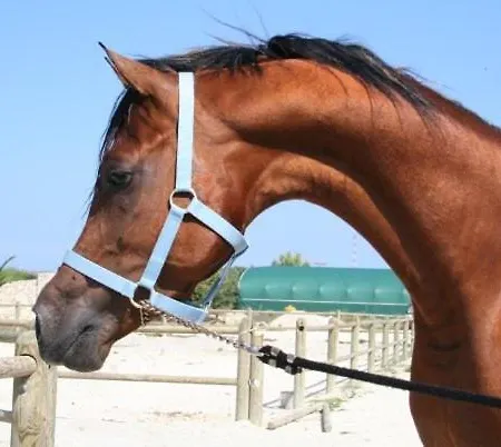 Alojamento de Turismo Rural Masseria Autigne Otranto