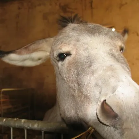Masseria Autigne Alloggio per agriturismo Otranto