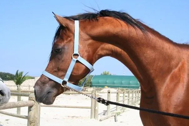 Farmház Masseria Autigne Otranto